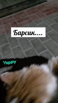 #cat #catsofinstagram #cats #catstagram #vacation #catlover #catlovers #catoftheday #instacat #cats_