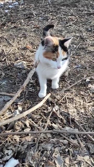 Видно , что кошечка бывшедомашняя 😔