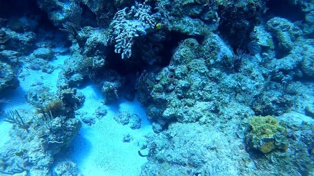 Full dive at Hollywood Bowl, Goulding Cay, Bahamas, on 19 Apr 2021 with Stuart Cove's