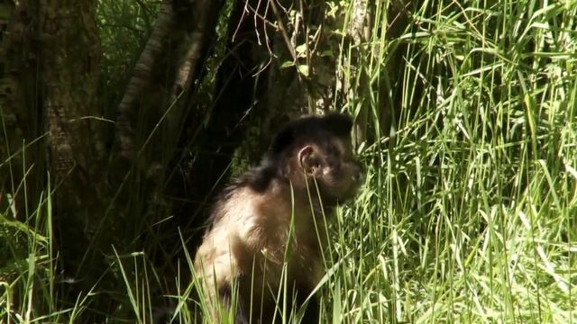 The Monkey Retirement Home