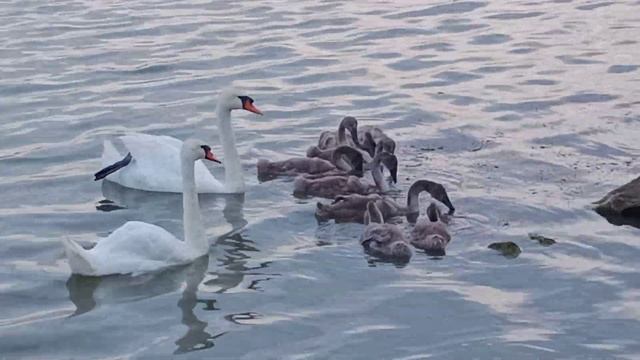 Крупным планом семья лебедей с детьми. Лебедушки