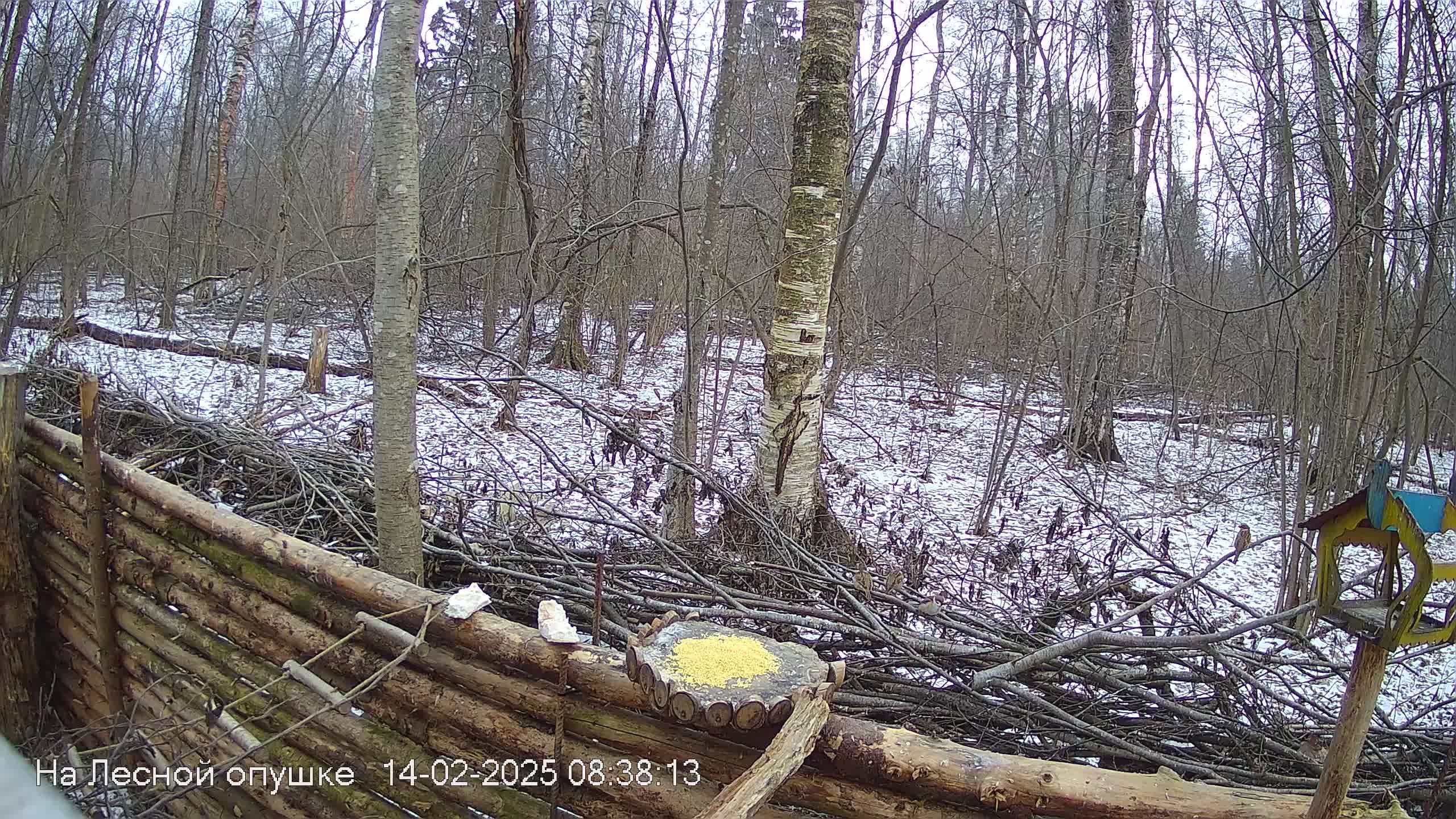 Зимний лес онлайн #Relaxing #природа #звуки леса #птицы #погода