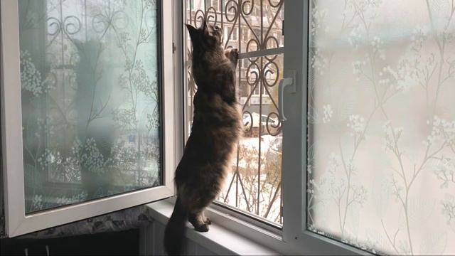 Рыся стоит на задних лапках
