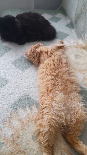 котёнок Лёва