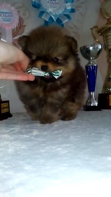 Mальчик шпица, продажа.