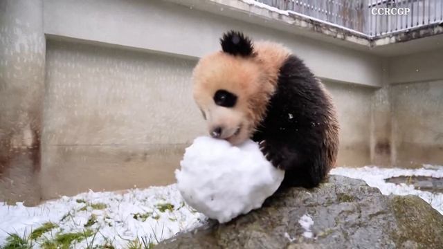 Знакомство маленьких панд со снегом