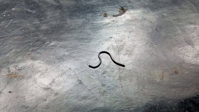 I'm small but dangerous snake full video.