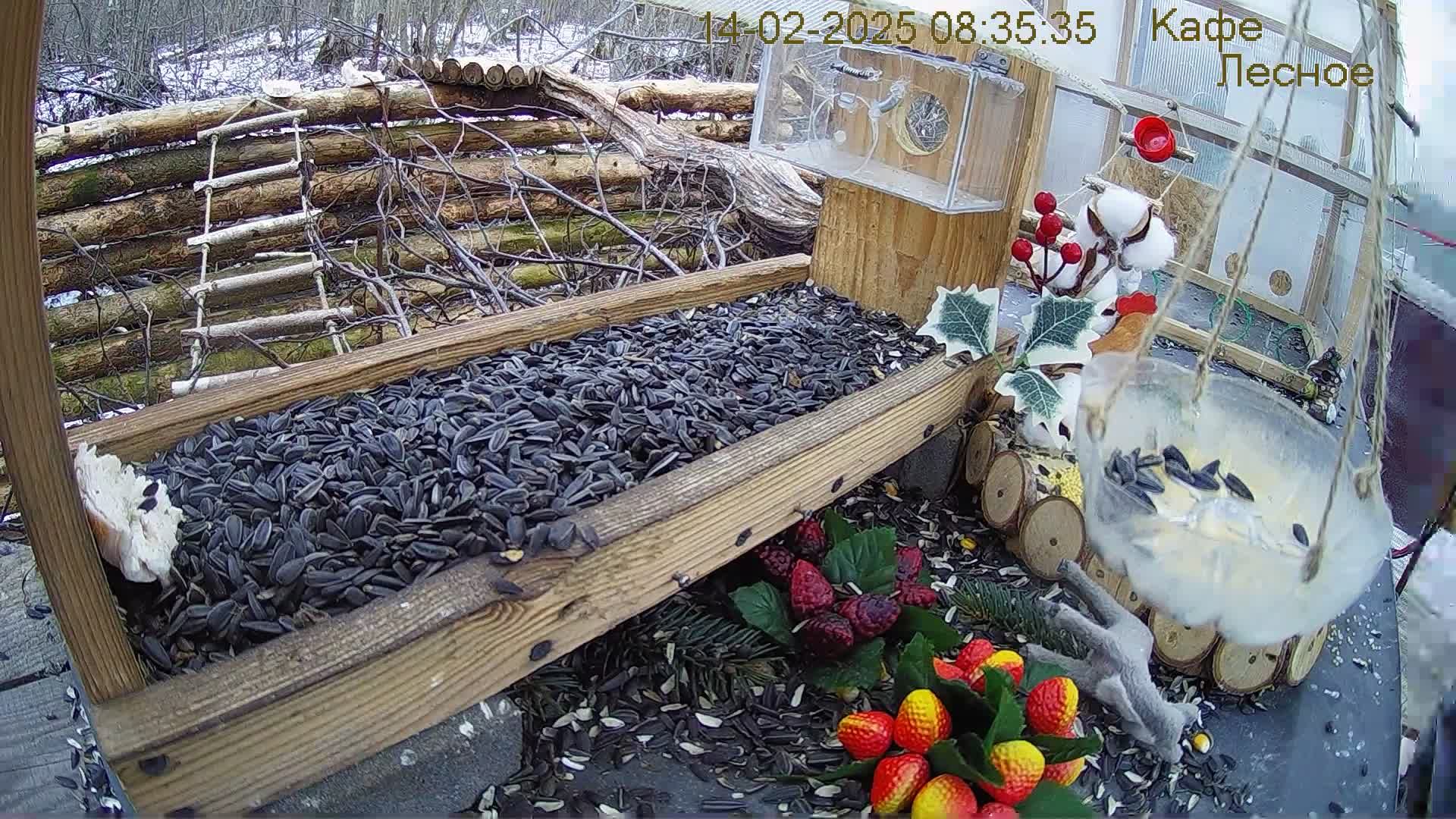 Кормушка в лесу онлайн  "Кафе  Лесное" #Relaxing #природа #звуки леса #зимний  лес  #погода