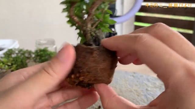 Осенняя посадка Сацуки Satsuki's autumn replanting