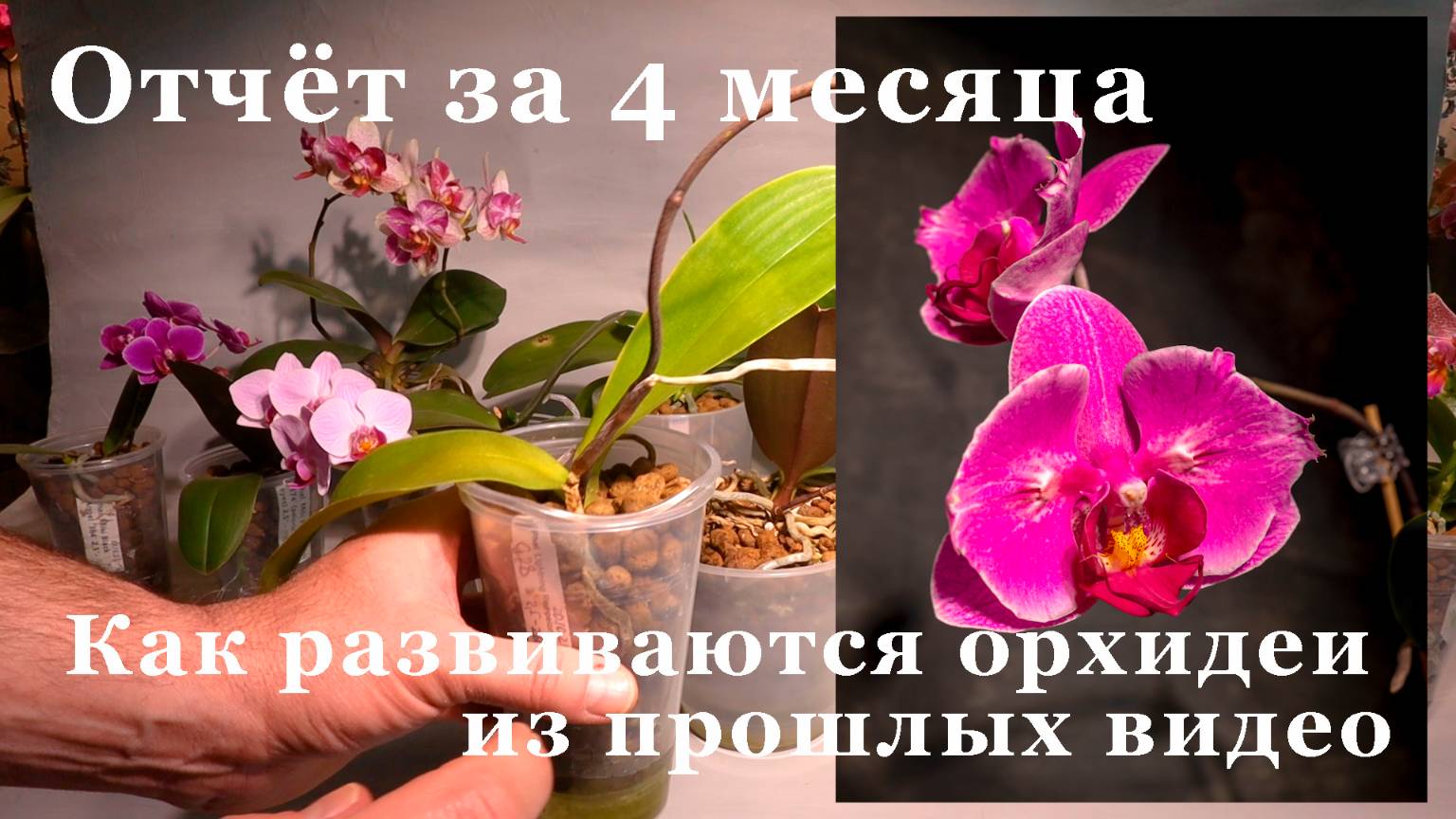 Отчёт за 4 месяца, Как развиваются орхидеи из прошлых видео