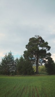 Историческая сосна #киров #вятка