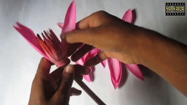 লাল শাপলা ম্যাজিক ভিডিও || so good looking flower reverse video.