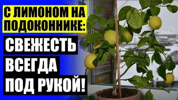 💯 Лимонное дерево купить в оби