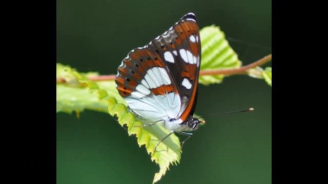 PAPILLONS