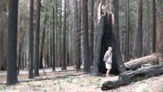 Giant Sequoias
