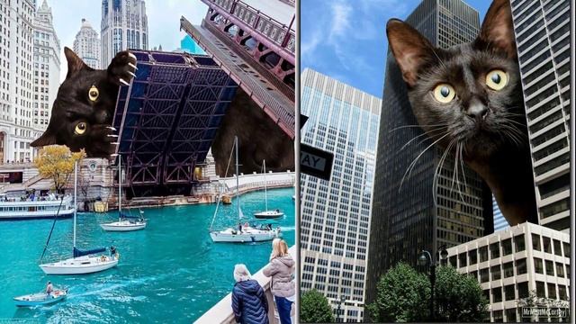 КОТЫ-ГИГАНТЫ