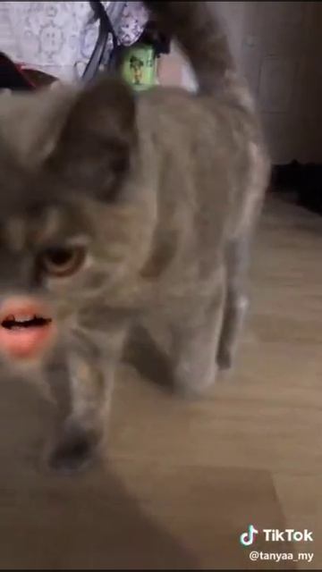 Говорящий кот