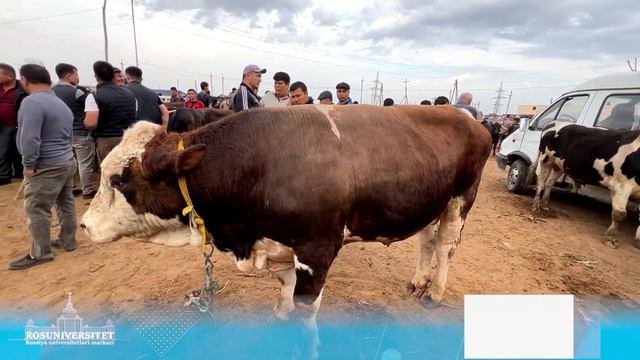 ХОРАЗМ МОЛ   БОЗОР  НАРХЛАРИ  БОГОТ   8-МАЙ 2024