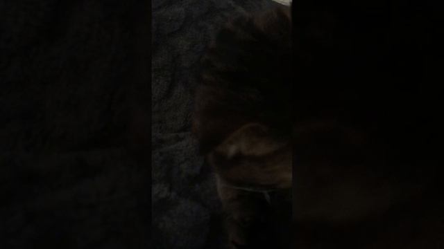 Мое домашнее животное