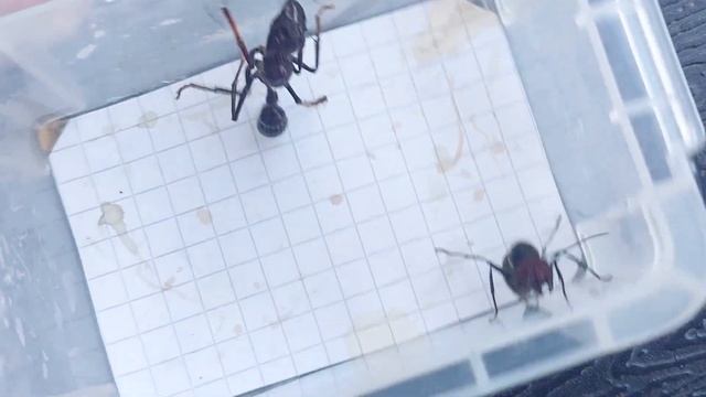 Camponotus singularis (Thailand) vs Paraponera clavata (Ecuador) 22.08.2023