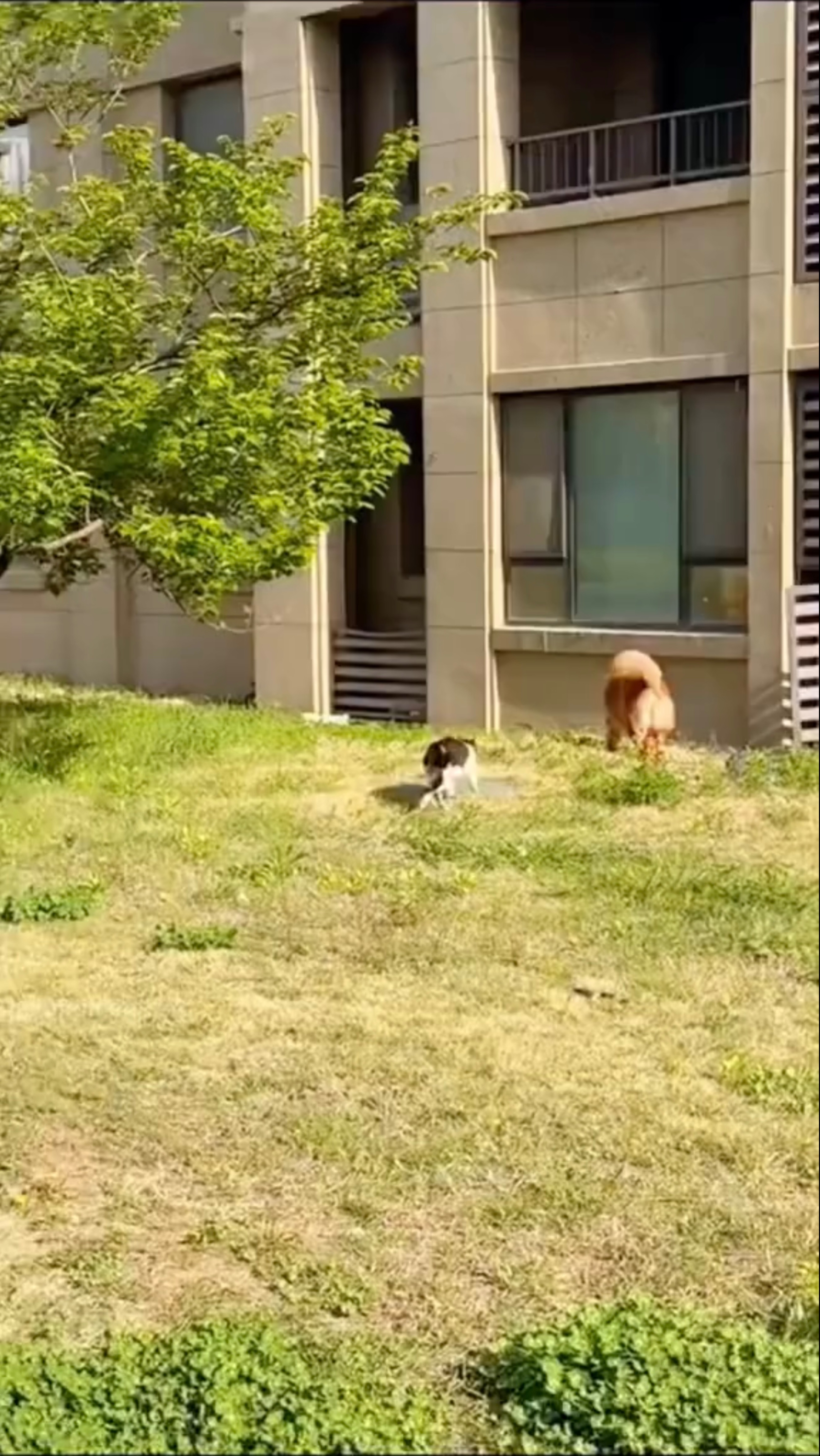 Funny Animals TV #4