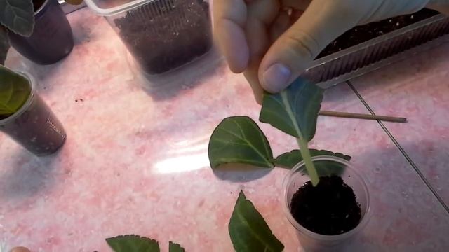 Размножение Глоксиний листом и его фрагментами легко и просто!