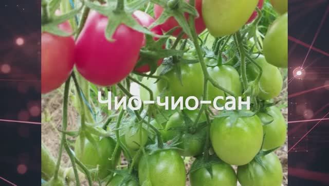 Каталог томатов 2024 г. Часть13. Проверенные сорта. г. Киров