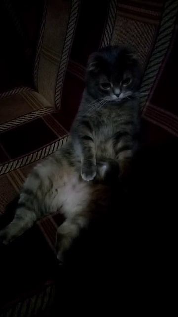 Уставшая кошка!