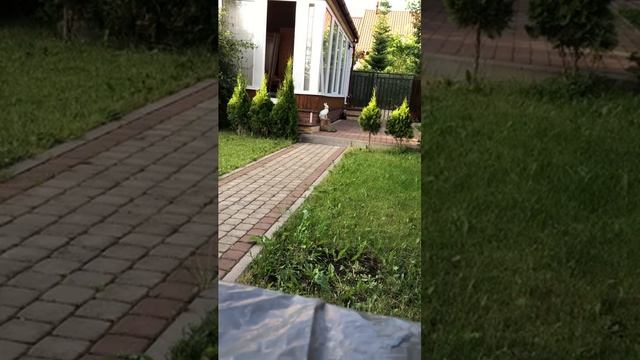 Как хороша природа летом (наш участок)