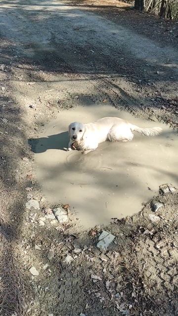 Голден Ретривер Чуя гуляет по тропе Вело Sea в Геленджике)))))