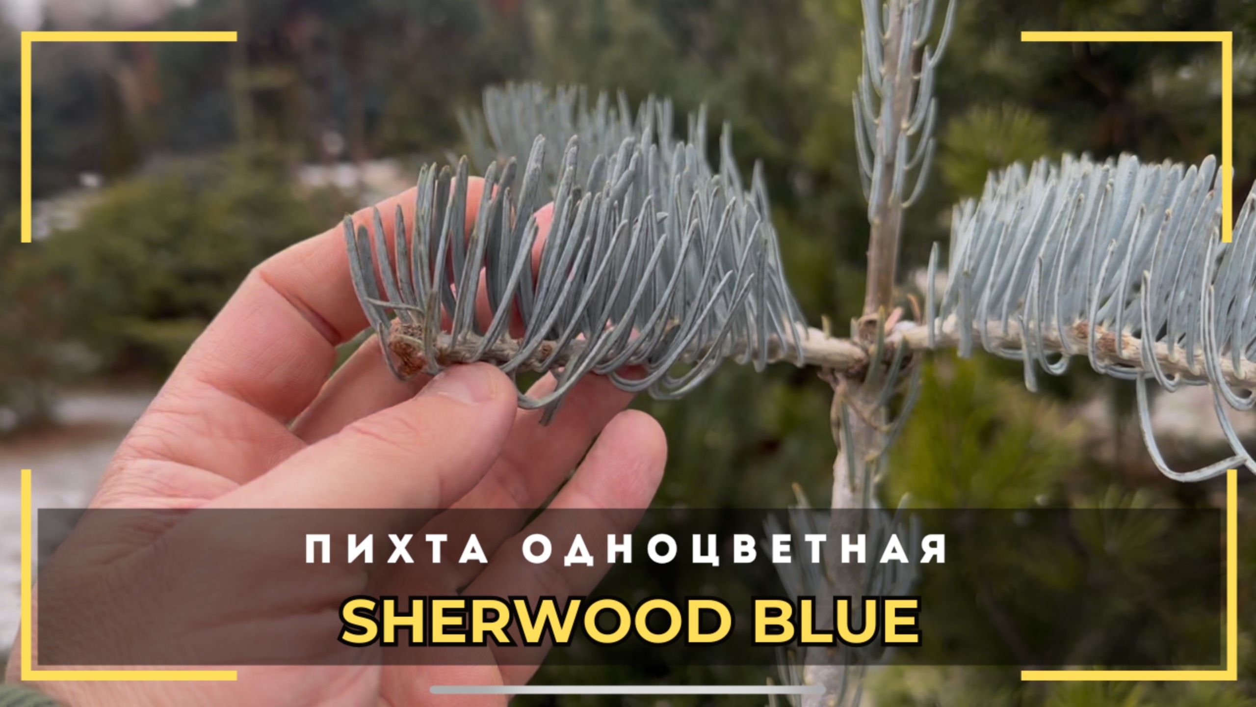 ПИХТА ОДНОЦВЕТНАЯ | SHERWOOD BLUE