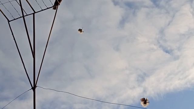 мои голуби