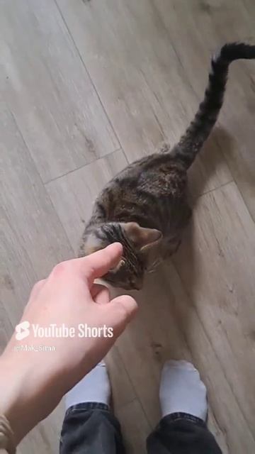 Любите животных! #cat #animals #кот