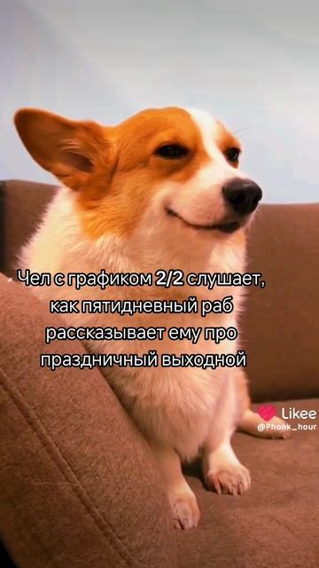 У него через два дня снова выходные. #мем #мемы #работа #график корги #график