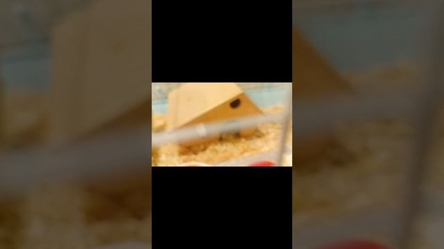 ПЕЧЕНЬКА ХОЧЕТ СПАТЬ! Magic pets