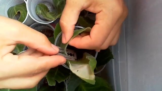 Глоксиния.Обрезка укорененных листьев,выросших во время наращивания клубенька.