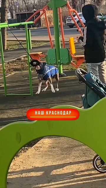 Собаки в Краснодаре..