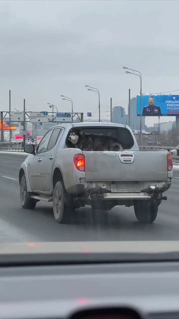 🐺 Грустный одинокий волк замечен на МКАДе