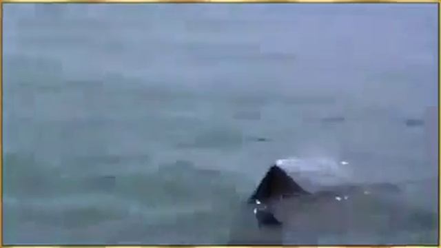 Dog and Dolphin