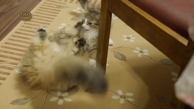子猫 かわいい戦い 秋葉原の猫カフェ ／ A great battle between kittens in Akihabara