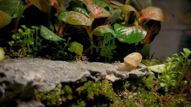 White Garden Snail