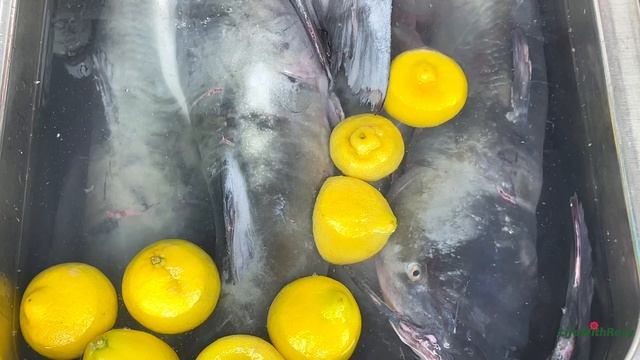 BEST WAY TO CLEAN CATFISH AND SMOKE IT IN THE OVEN