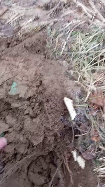 Находки с  Minelab X-TERRA ELITE