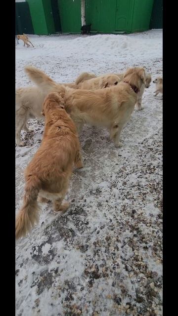 Новый гость. Голден Рэй.