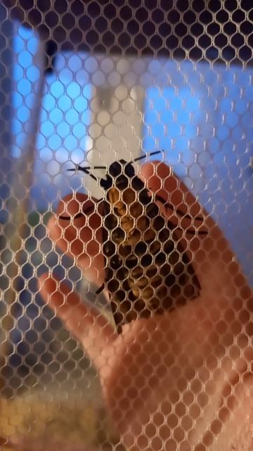 Защитная реакция бражника Мертвая голова (Acherontia atropos) - писк