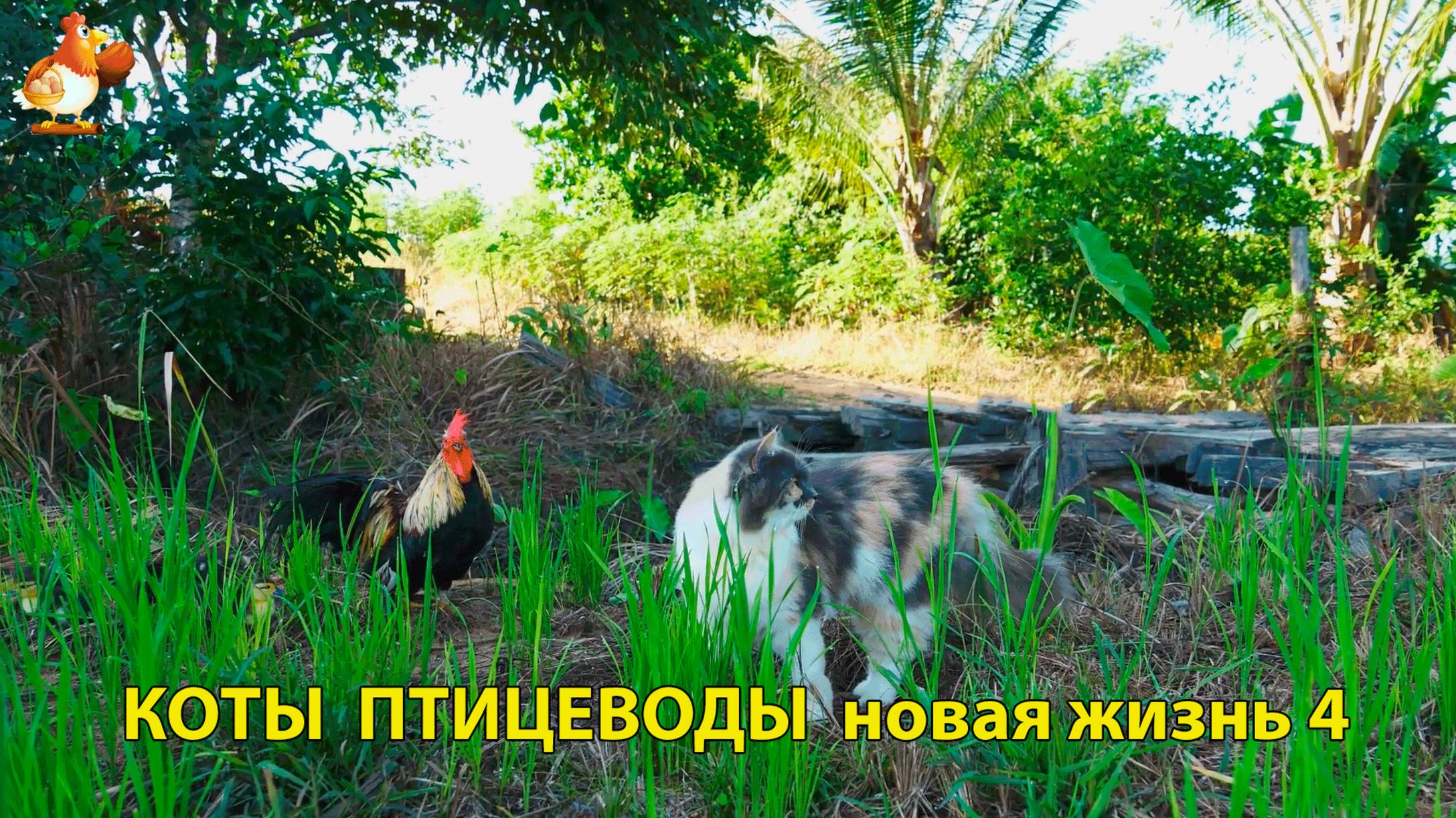 Коты птицеводы со своими подопечными 😹🐈🐈⬛ Новая жизнь – выпуск (4) ❣️🤗😂