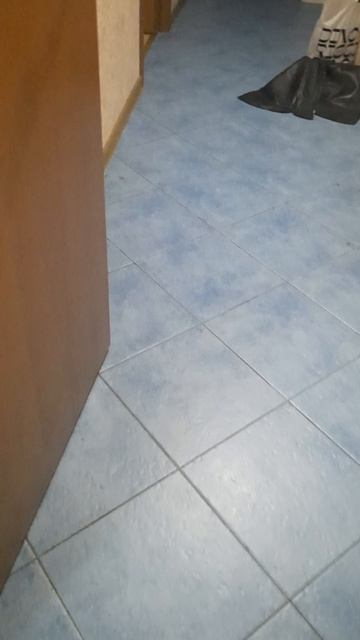 фокус с котом