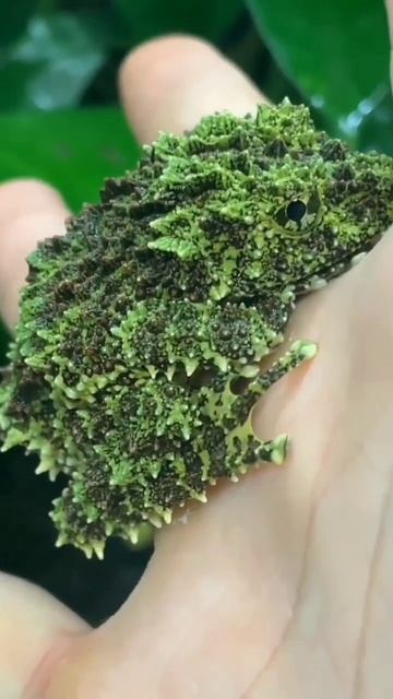 Лягушка моховик