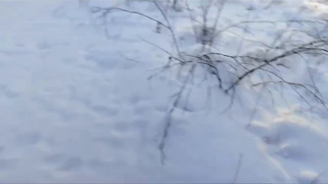 охота на соболей с пахучими приманками, 2 серия