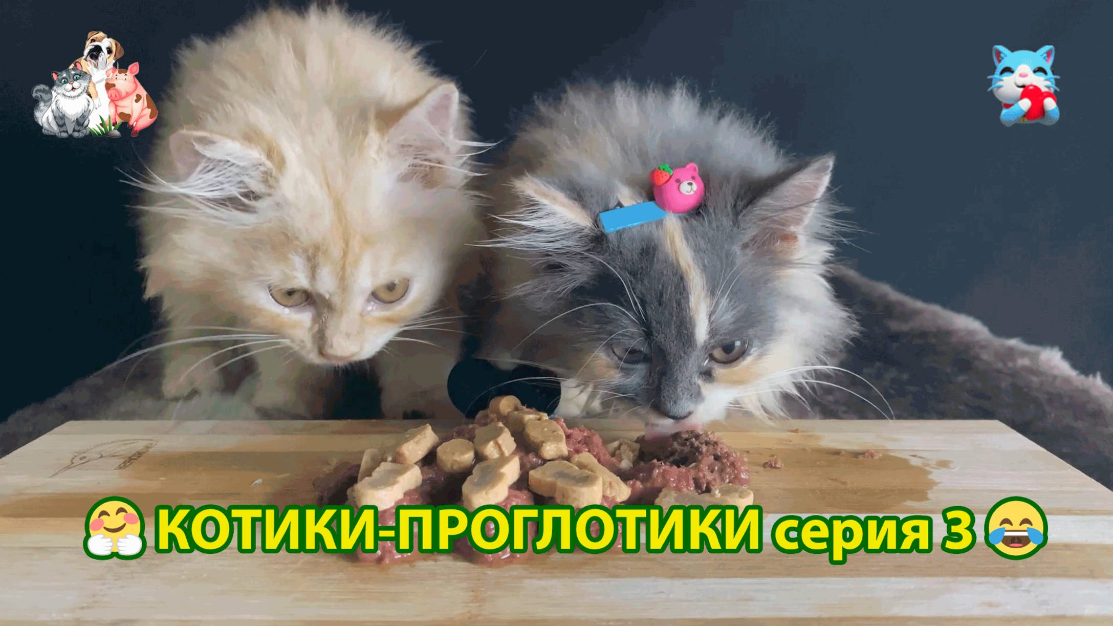 Котики-проглотики растут будущие птицеводы 🐈🐈⬛😹 эпизод (3)